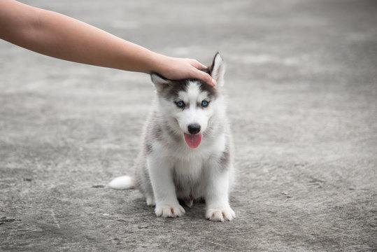 hand with siberian husky puppy