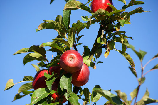 &Auml;pfel