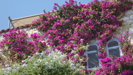 różowe kwiaty na ścianie budynku w Eze © manek79