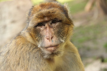 Chimpanzés