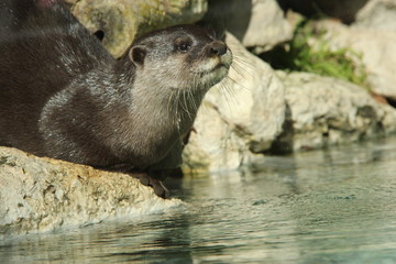 Loutre