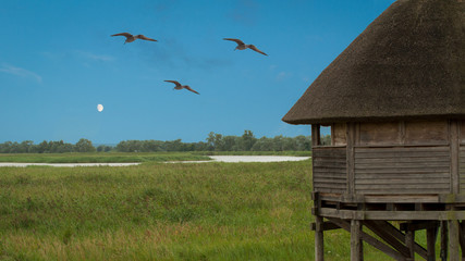 Obraz premium Bruthaus für Vögel am Barther Bodden in Zingst
