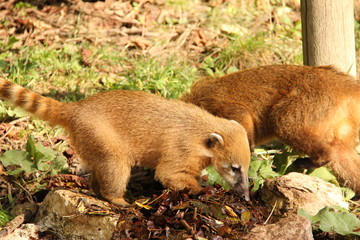 Coatis
