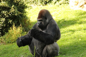 Gorille dos argenté