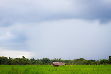 Bad weather landscape of countryside with rain on rice field.