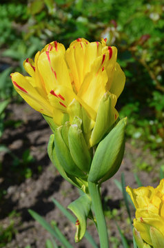 Tulipa Fruit Cocktail (Fruitcocktail). Tulip of lemon yellow button with red spots.