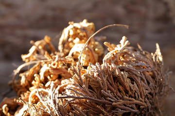 Rose von jericho, Wüstenpflanze