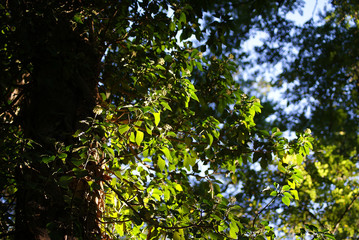 Blätter Baum Sonnenuntergang