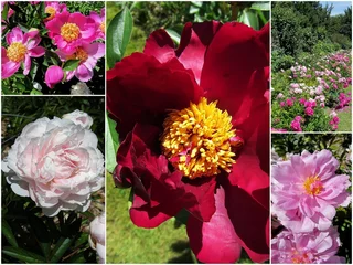 Papier peint photo Pivoines pivoines  © CB94