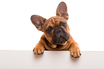French Bulldog puppy - 92543321