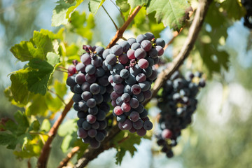 Grappolo uva. Vendemmia