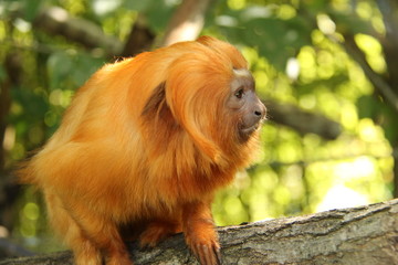 Obraz premium Tamarin lion doré
