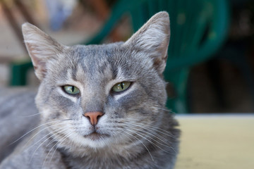portrait of a beautiful young smoky cat 
