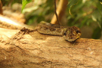 Serpent à la sieste