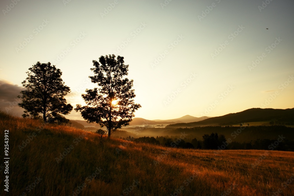 Wall mural Two trees on hill. Sunrise Landscape.Early Morning In Meadow.