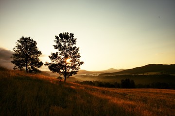 Fototapeta na wymiar Two trees on hill. Sunrise Landscape.Early Morning In Meadow.