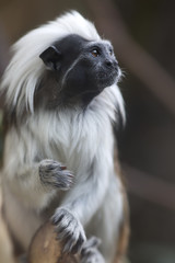 Portrait of cotton-top tamarin (Saguinus oedipus) of South America