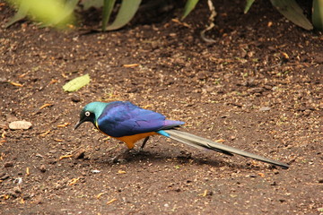 Oiseau bleu vert et orange