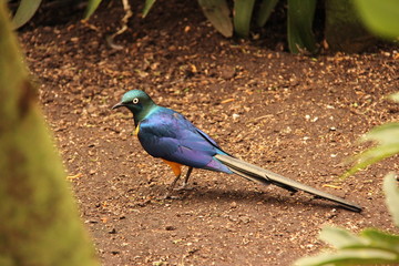 Oiseau bleu vert et orange