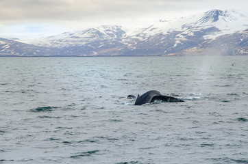 Buckelwale © RS.Foto
