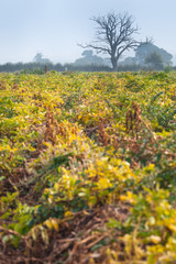 Old Tree on British Potato Field
