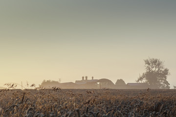 Abandoned Farm and Wheat Field, Foggy Sunrise
