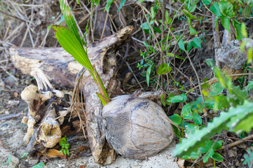 Coconut