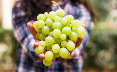 Grape harvesting. Female hands holding a freshly harvested grape.