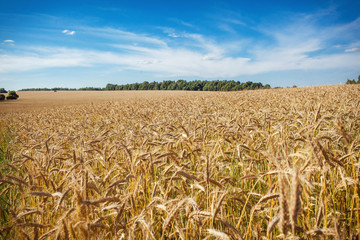 A wheat field