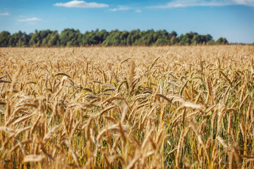A wheat field