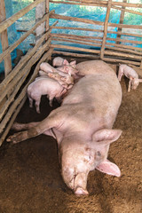 Newborn piglets suckling