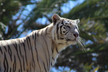 Tigre blanco en una roca en un zoo