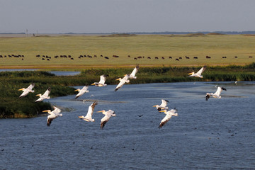 Pastoral aerial view with flying White Pelicans above lake