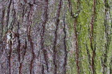 Eastern White Pine tree bark texture