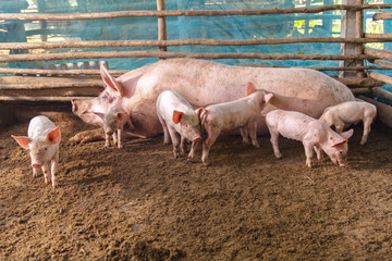 Pigs on a farm