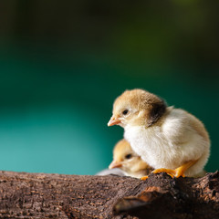 Cute chicks
