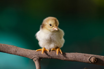 Cute chicks