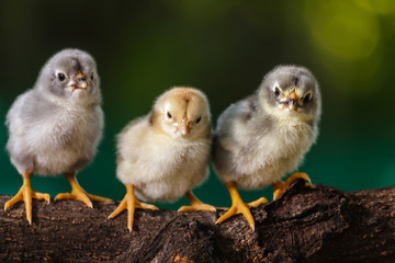 Cute chicks