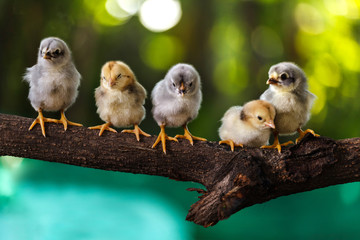 Cute chicks