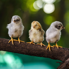 Cute chicks