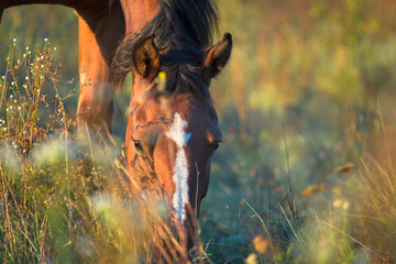 horse