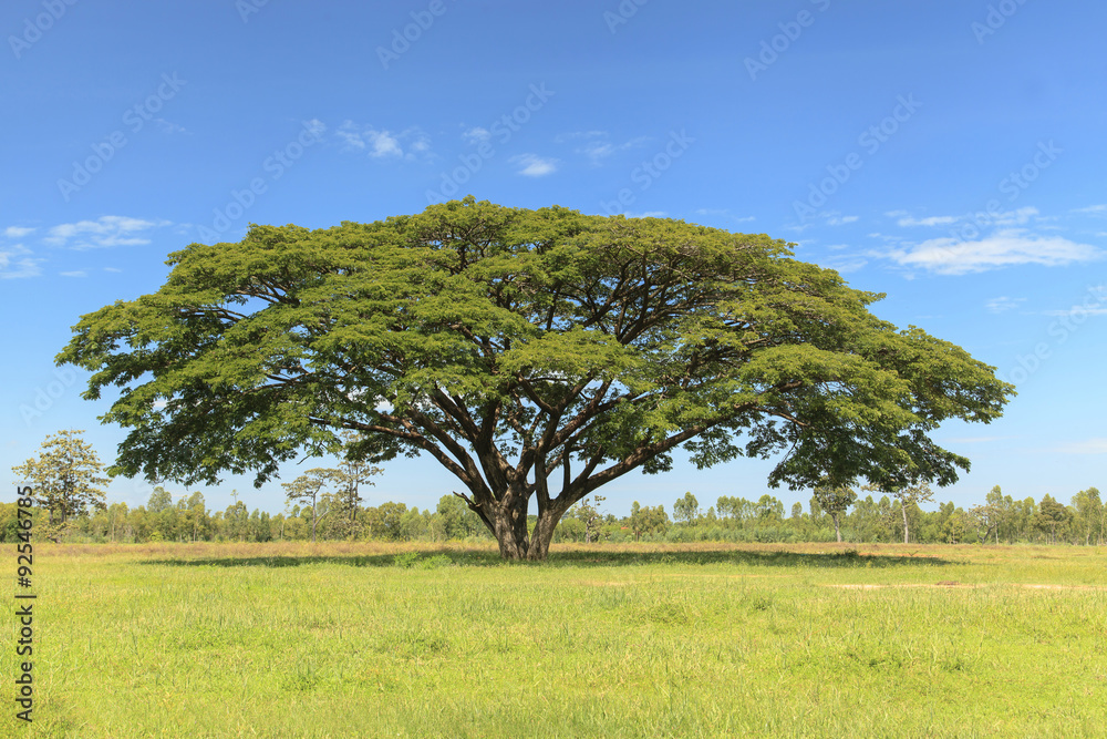 Wall mural Big tree