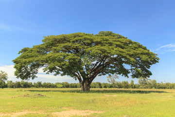 Fototapeta na wymiar Big tree