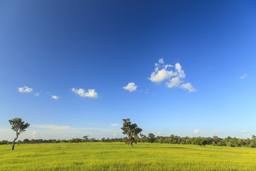 Obraz premium Rice field