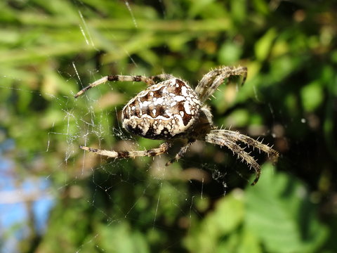 Araign&eacute;e sur sa toile.