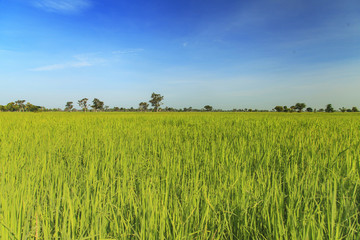 Rice field