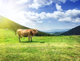 Fototapeta premium Beige cow on lush pastures