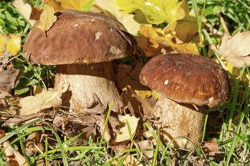 fresh pine bolete (Boletus pinophilus) growing in the forest