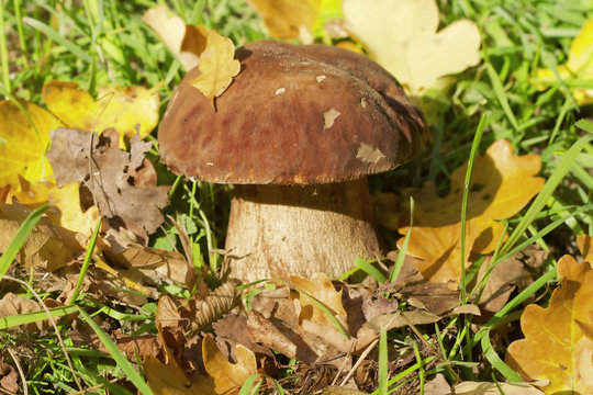 fresh pine bolete (Boletus pinophilus) growing in the forest