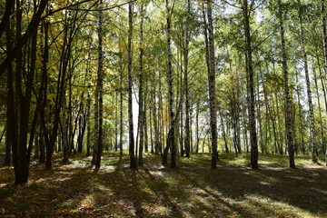 Obraz premium осенний день